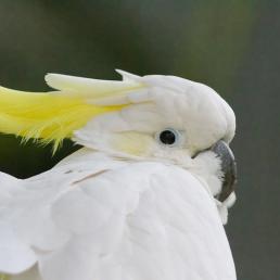 Yellow-crested Cockatoo with bright white plumage, lemon-yellow crest feather on its head, and a dark eye and beak.