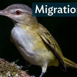 Yellow-green Vireo showing pale breast, yellow-green body and wings, and bright red shining eye