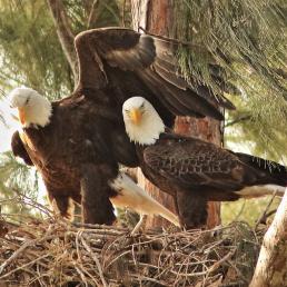 Pair of Bald Eagles in nest