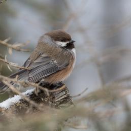 Boreal Chickadee