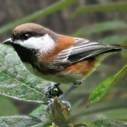 Chestnut-backed Chickadee