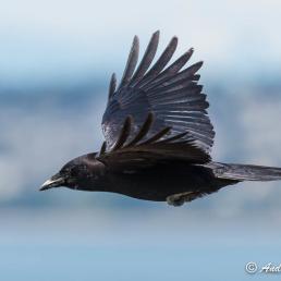 Crow in flight