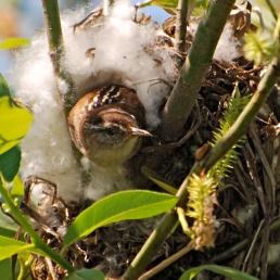 Marsh Wren peeking out of its nest