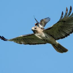 A Kingbird mobbing a Hawk