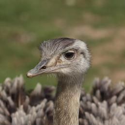 Rhea 