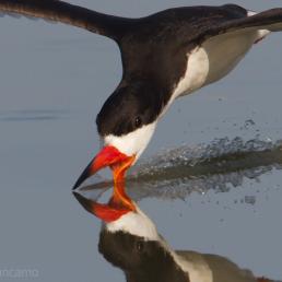 Black Skimmer