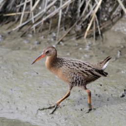 Ridgeway's Rail walks delicately across mud at water's edge, showing its long legs and toes, and a sharp long beak.