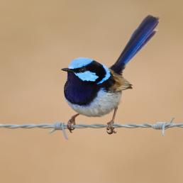 A Superb Fairy Wren perched on a wire fence