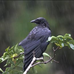 American Crow sitting in light rain, its feathers wet