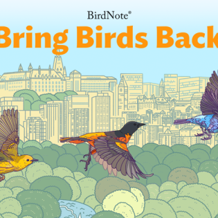 Bring Birds Back cover art