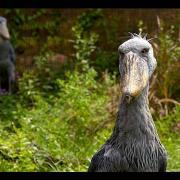 shoebill stork sounds