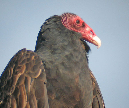 A Turkey Vulture in the sunlight