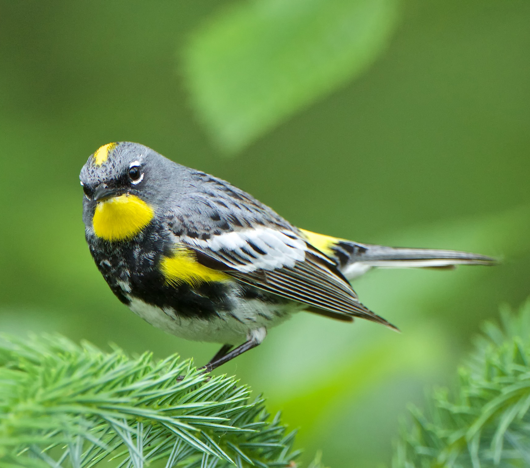 Yellow Rumped Warbler Male